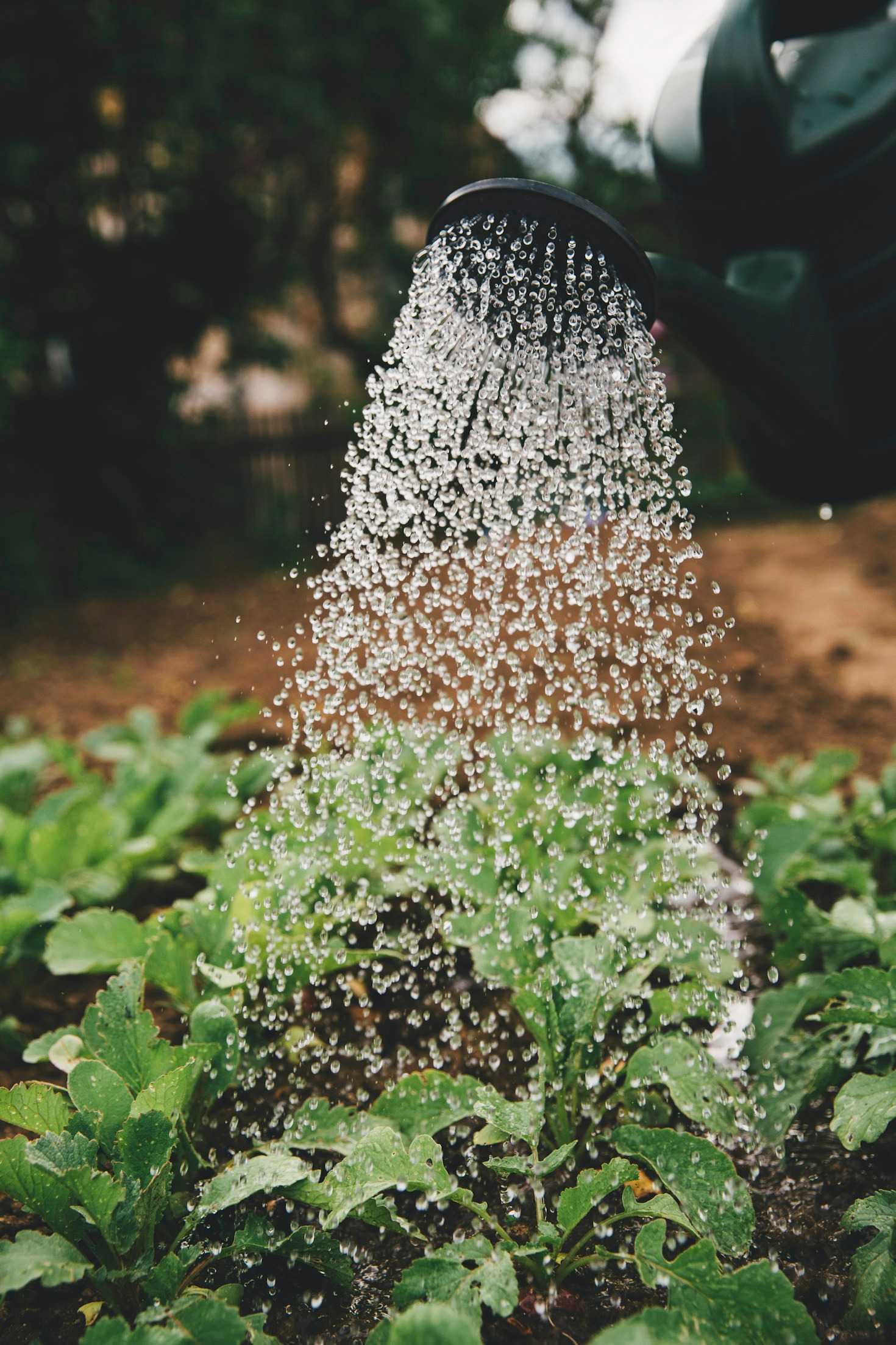 The Science Behind Nutrient Dense Soil